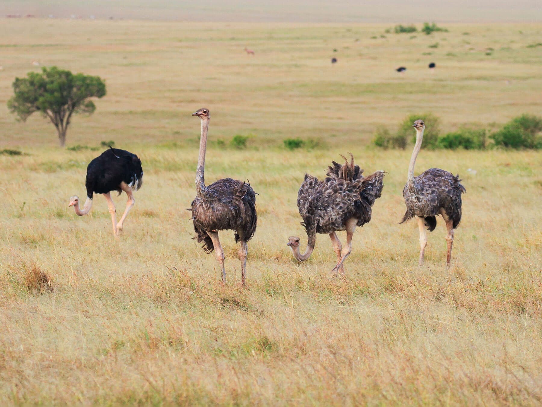 Male and female ostriches