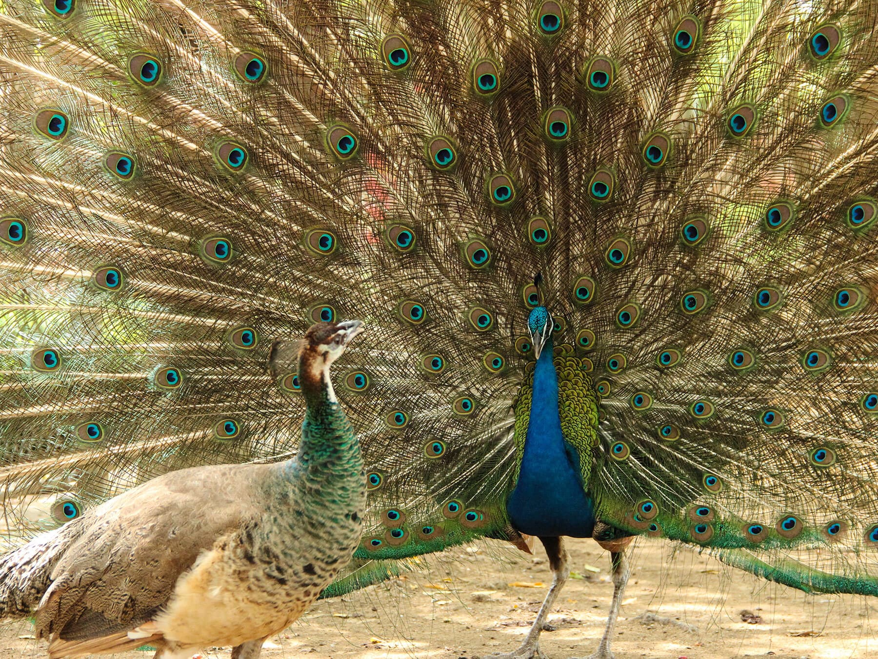 Male and female peacocks