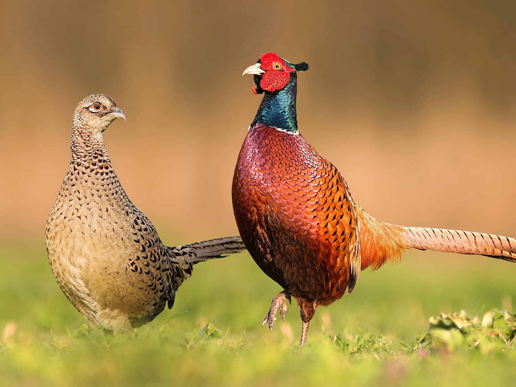 Male and female pheasant