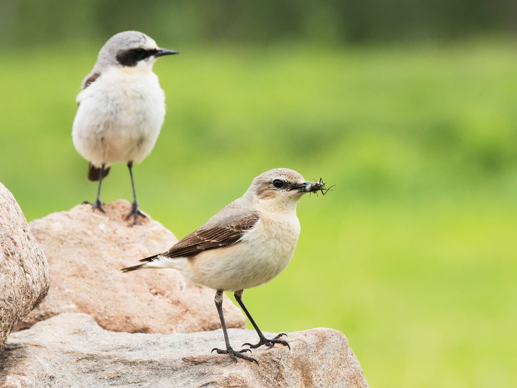 Female Wheatear with food for the chicks, with male in the background