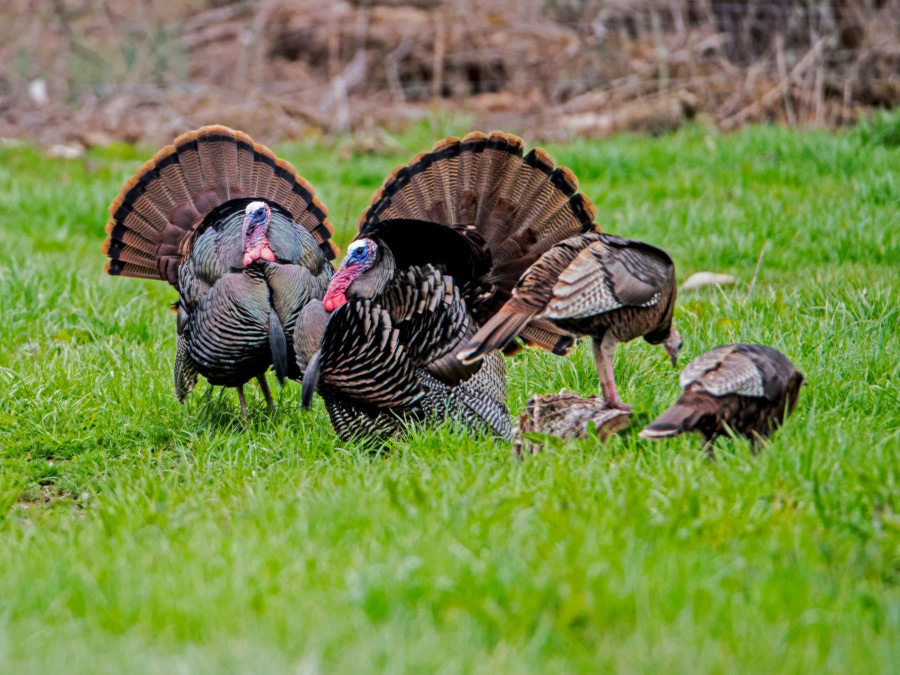 Male and female wild turkeys