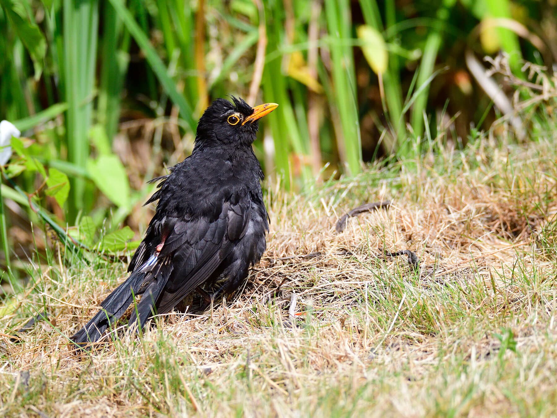 Male blackbird moulting