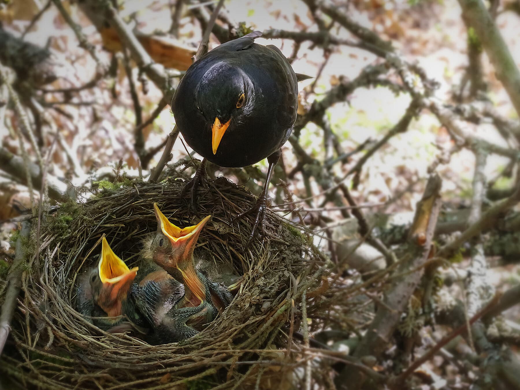 Male blackbird with chicks