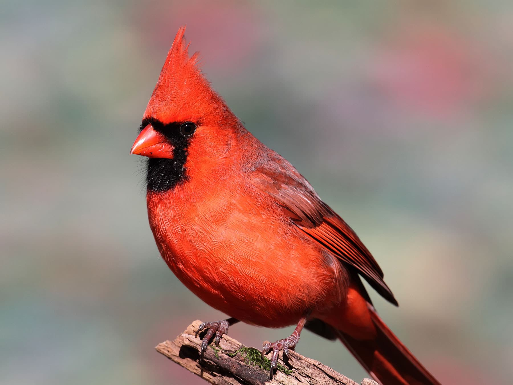 Male cardinal close up