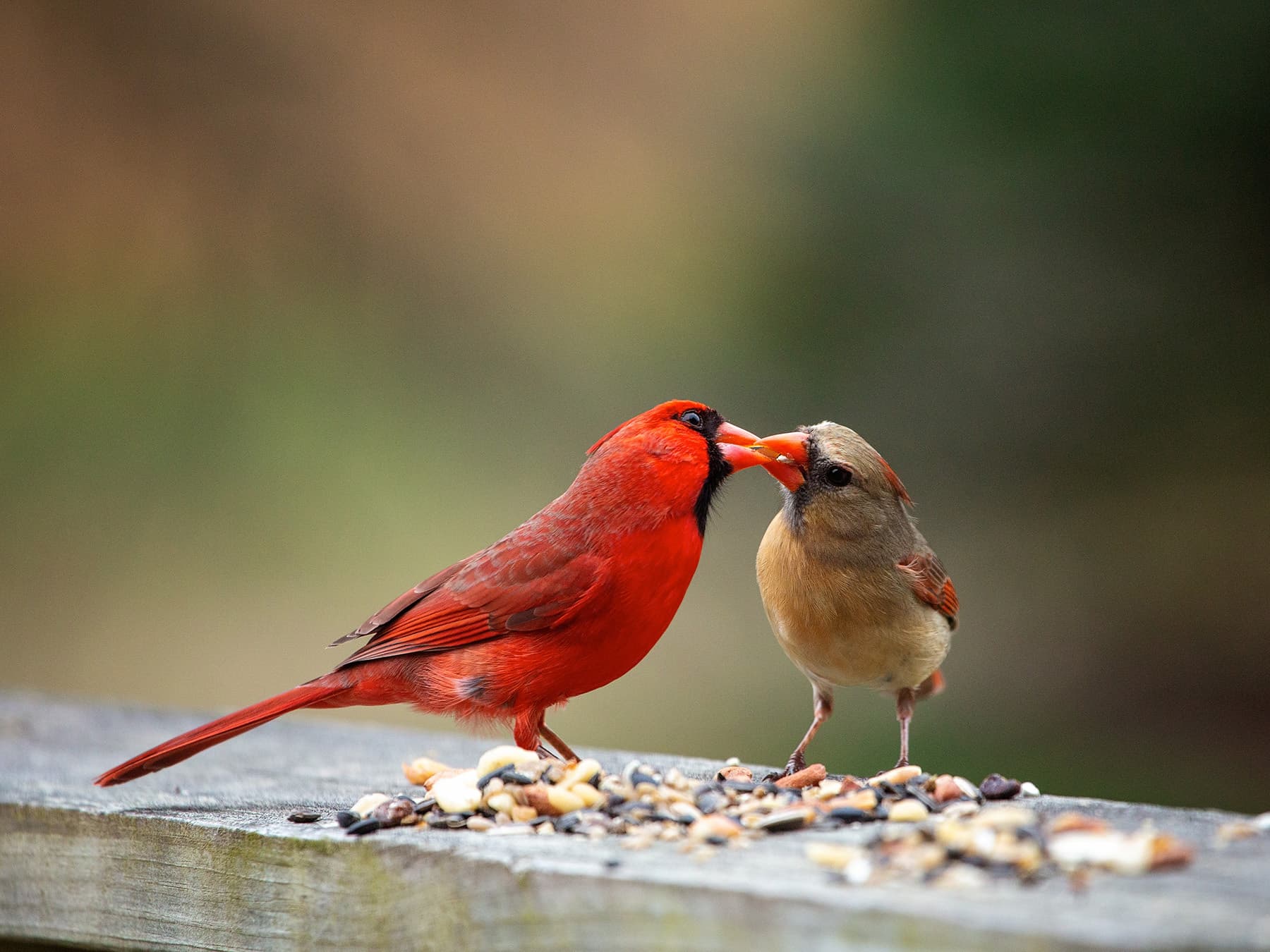 Male cardinal feeding female
