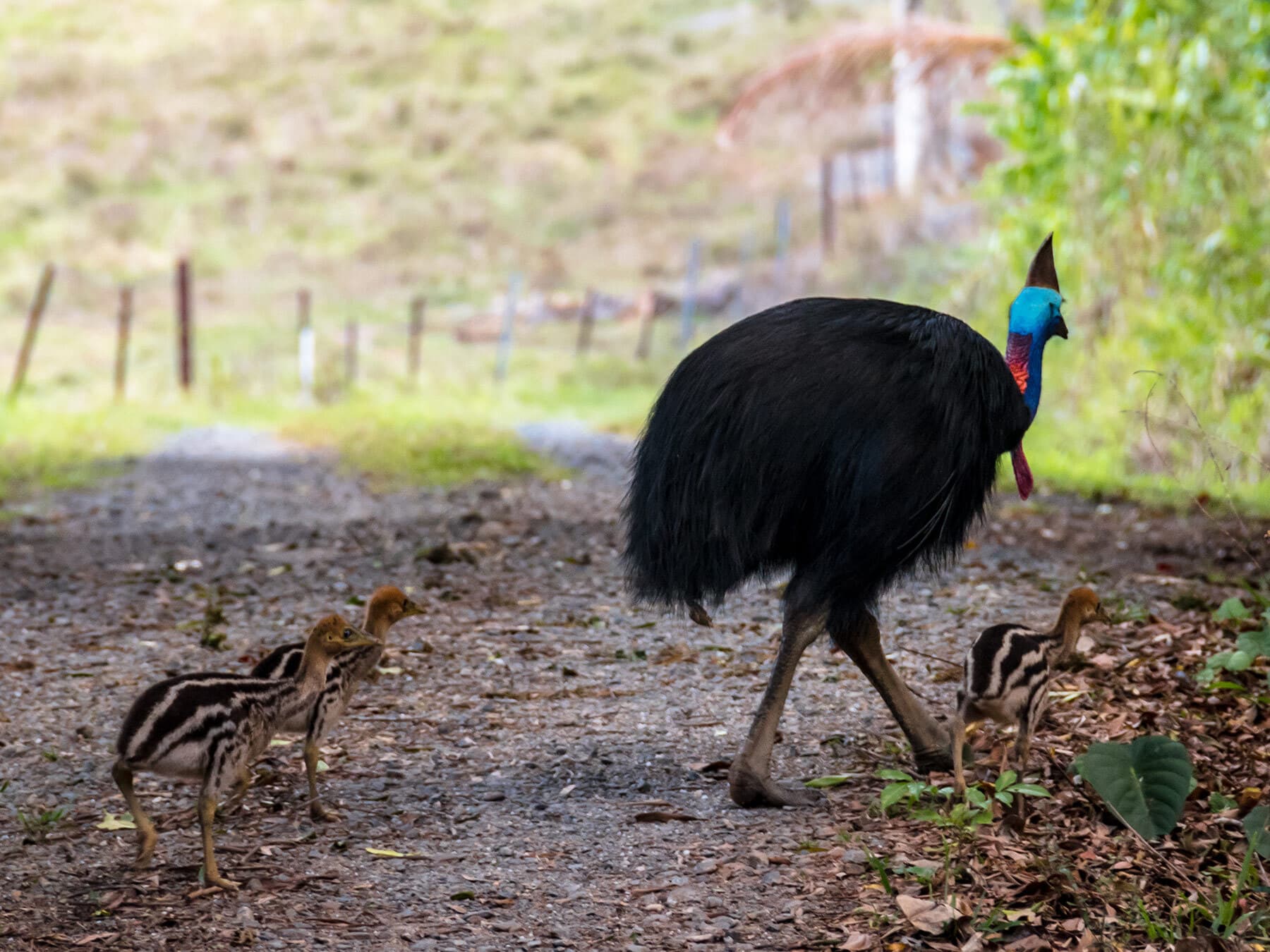 Male cassowary with chicks