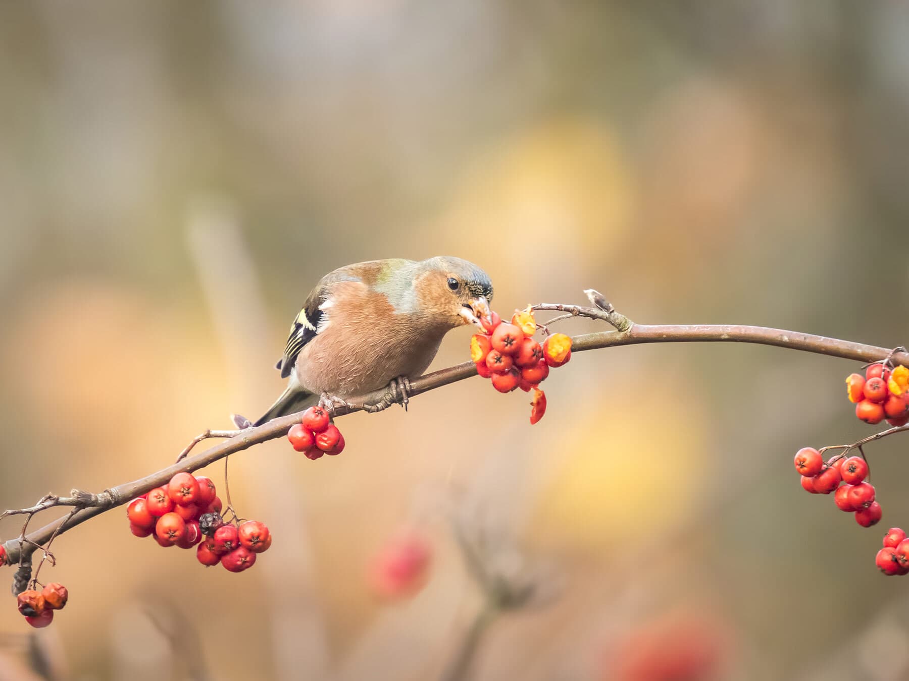 Male chaffinch eating berries
