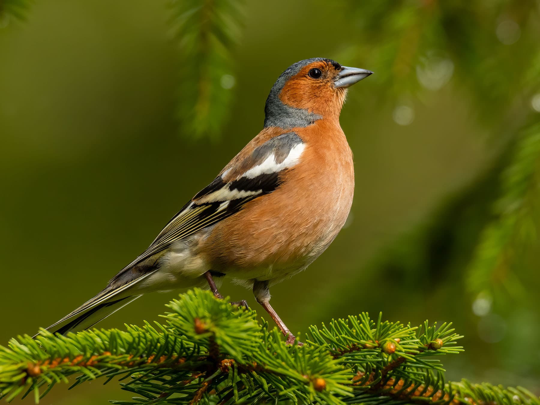 Close up of an adult male Chaffinch