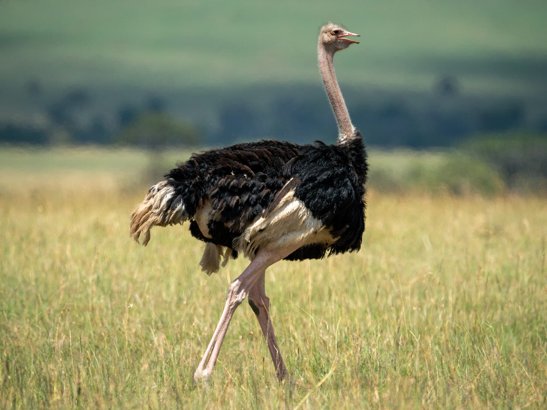 Male common ostrich