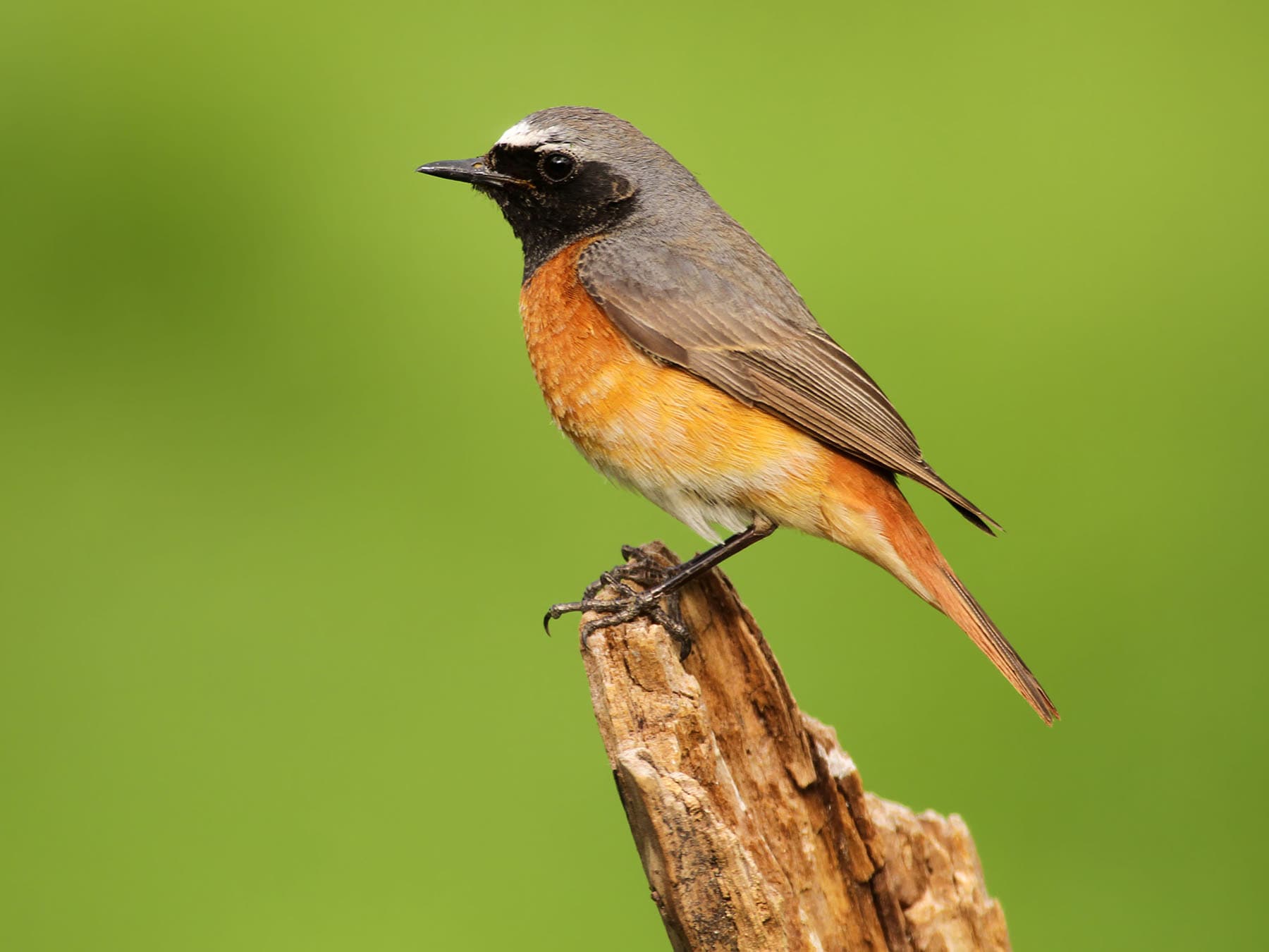 Male Common Redstart