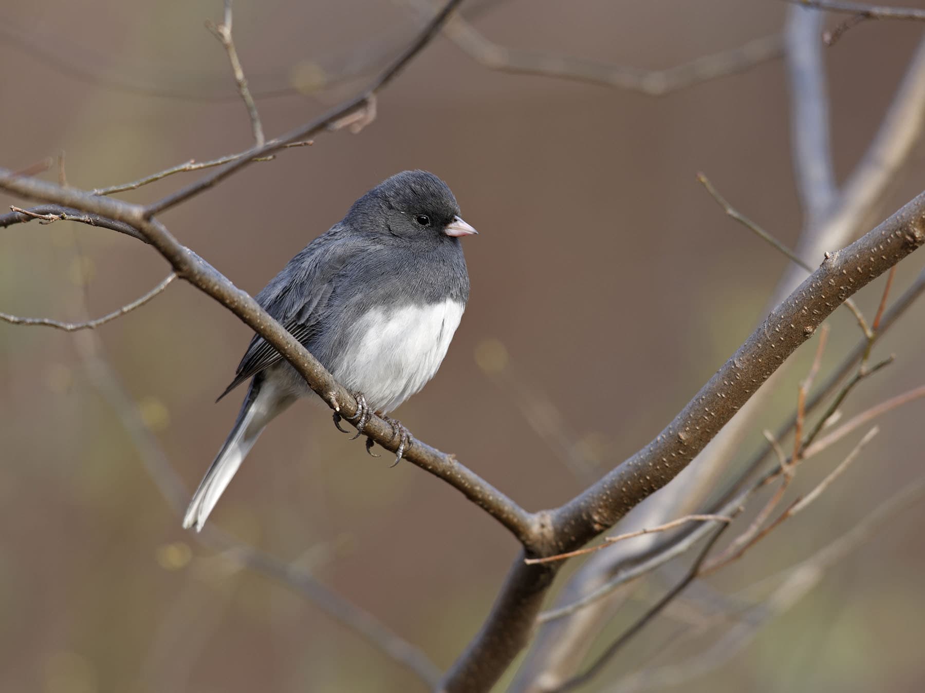 A male Slate-colored Dark-eyed Junco: dark slate-gray, crisp white belly