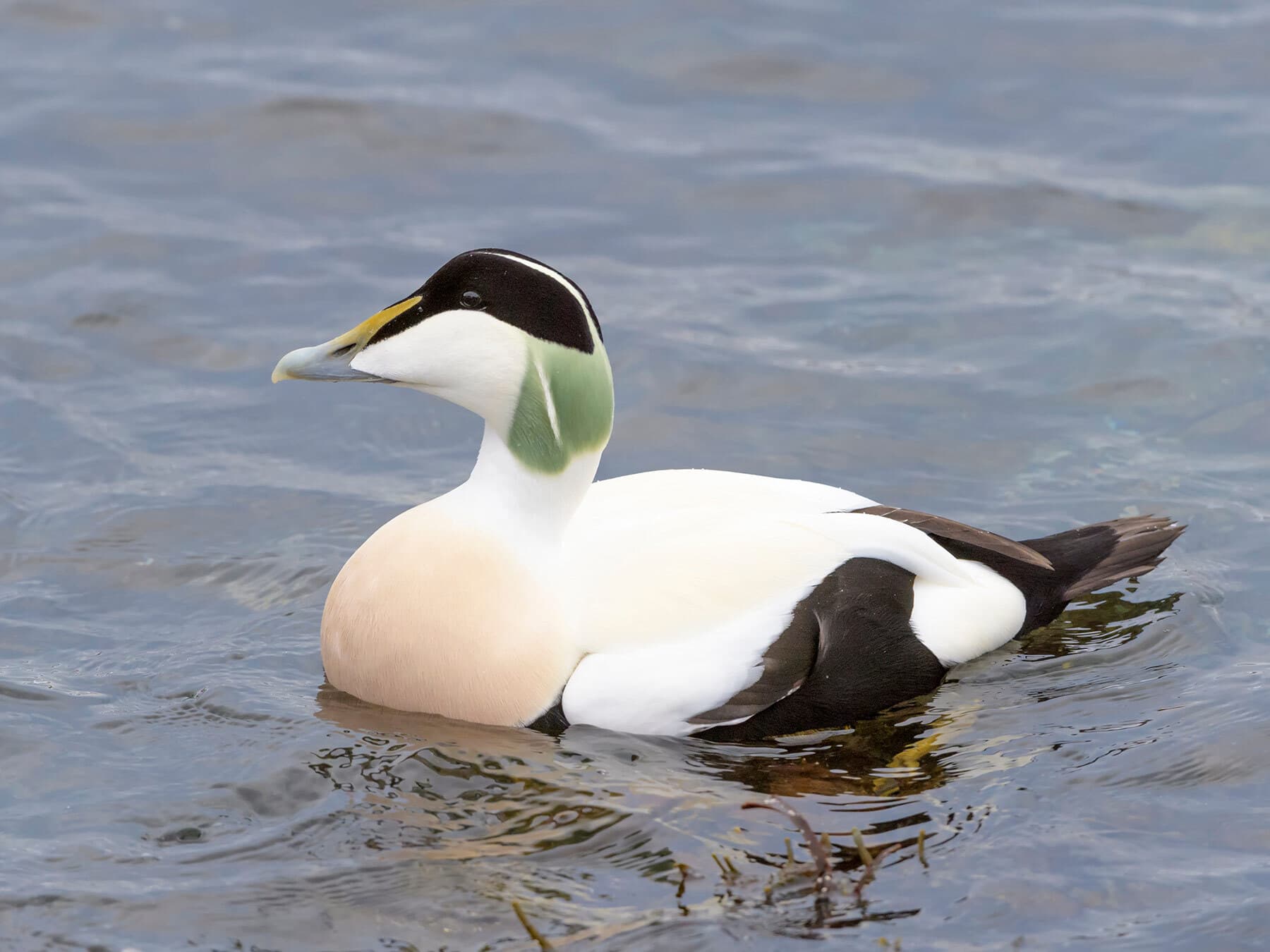 Male Eider