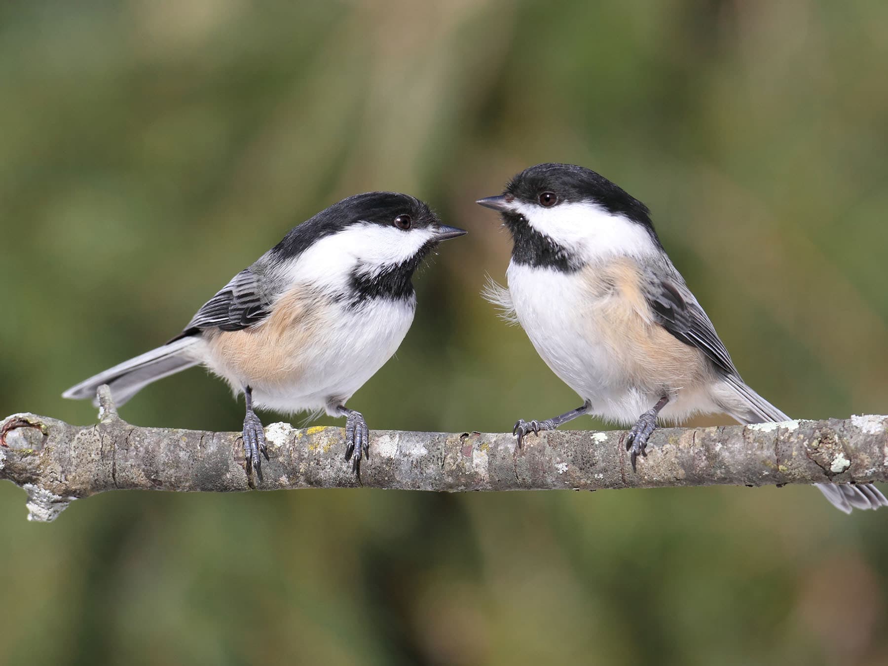 Male female black capped chickadee