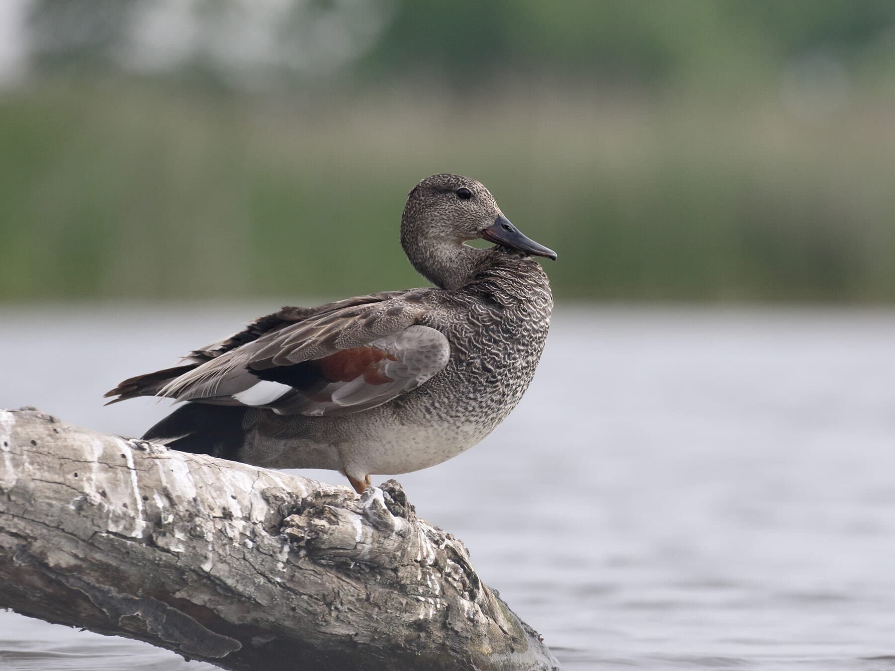 Male Gadwall