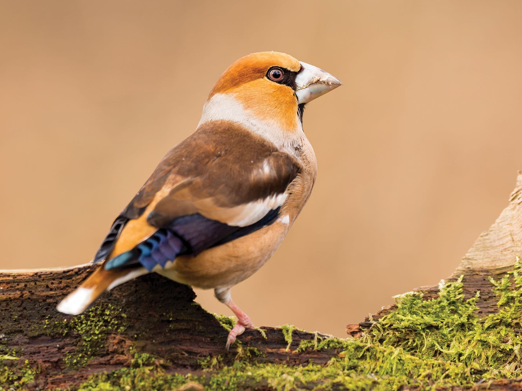 Hawfinch (male)