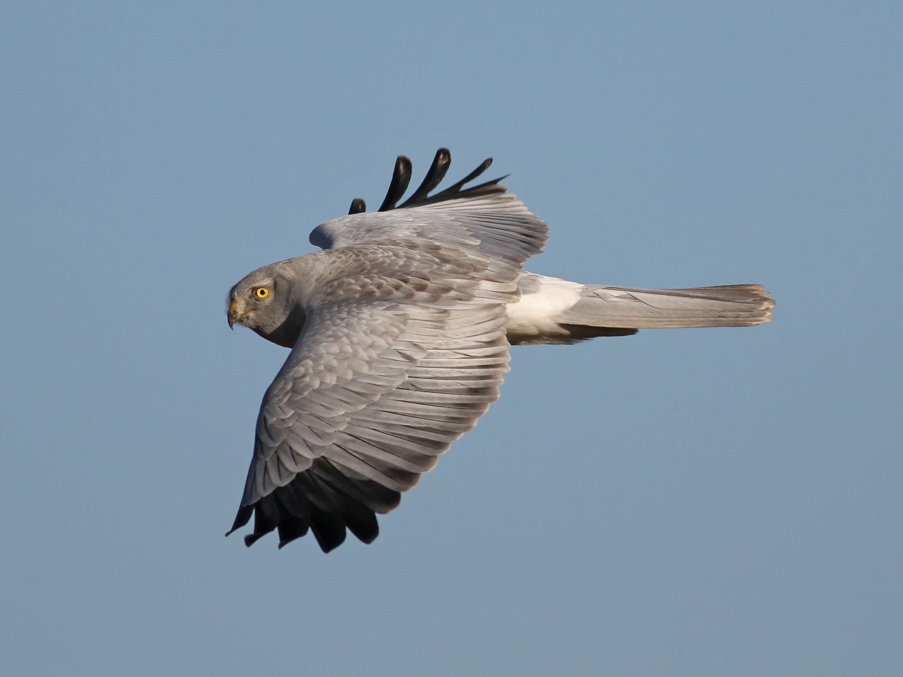 Male Hen Harrier