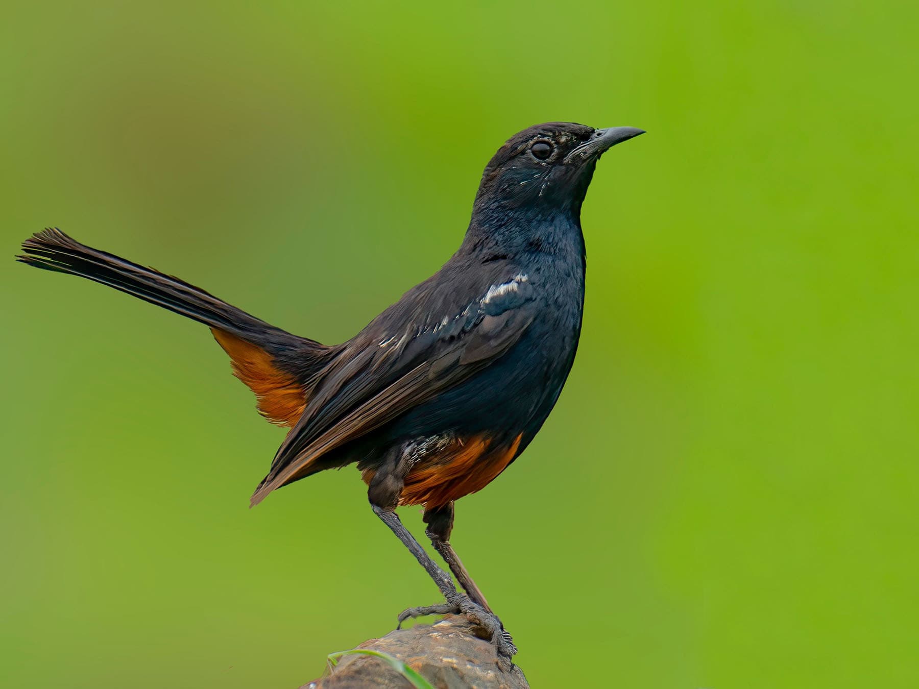 Male Indian Robin in its signature pose
