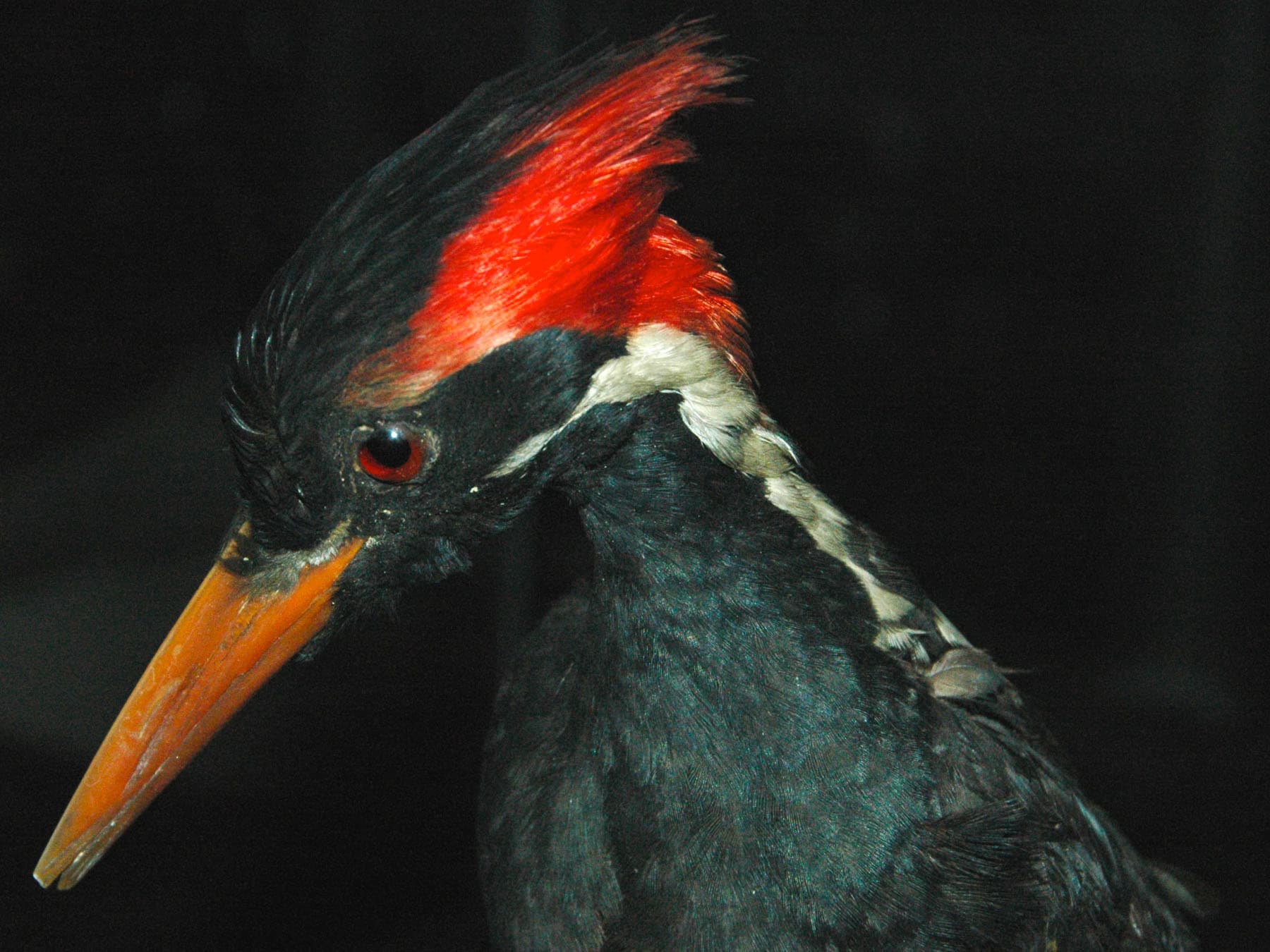 Close up of a male Ivory-billed Woodpecker, Credit: James St. John, CC BY 2.0