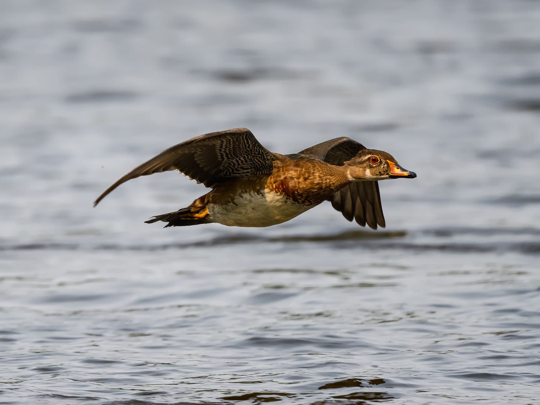 Male juvenile wood duck