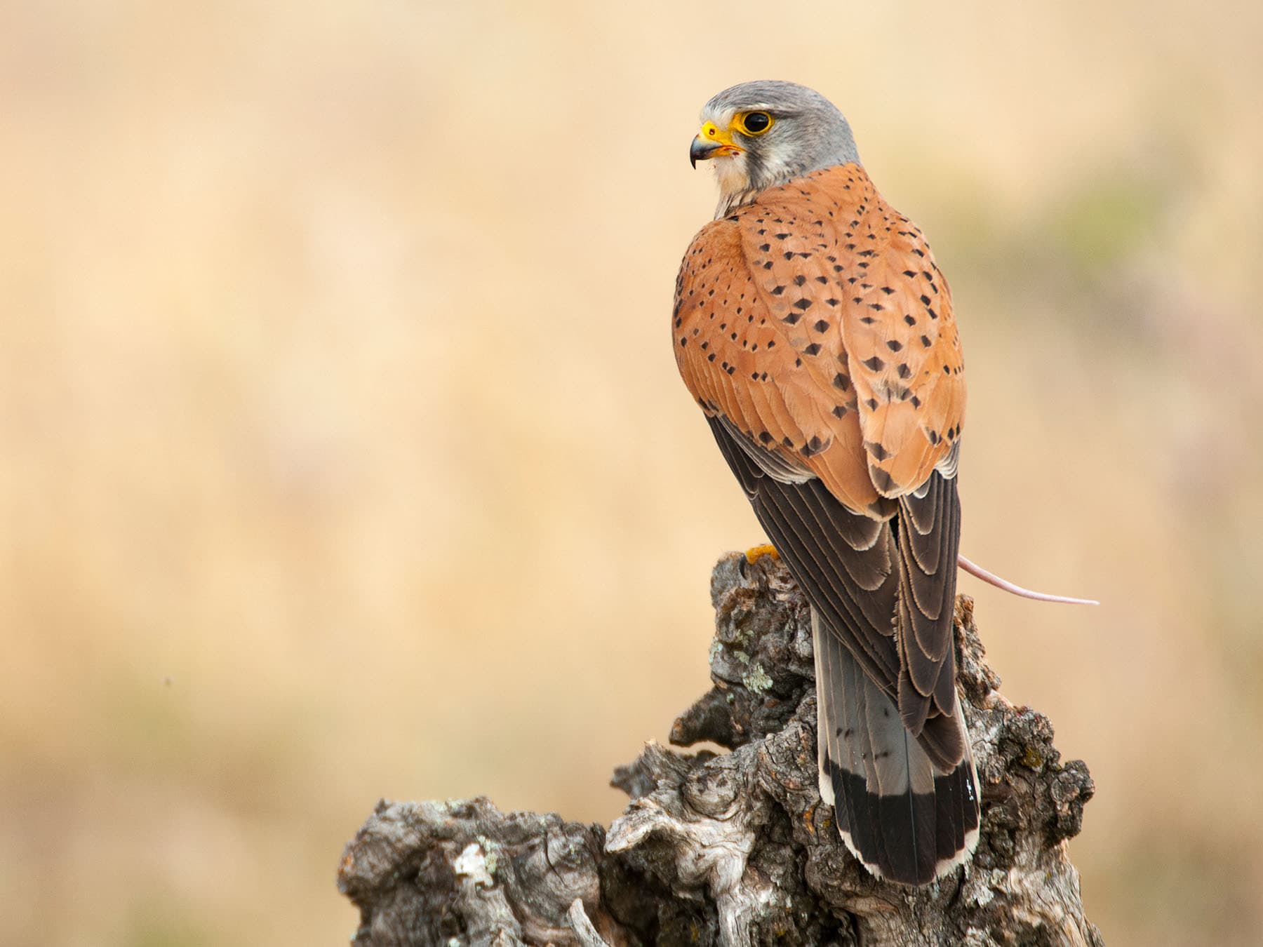 Male Kestrel eating a mouse