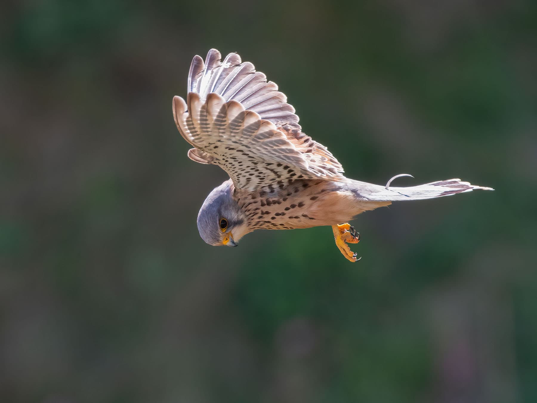 Male kestrel hovering