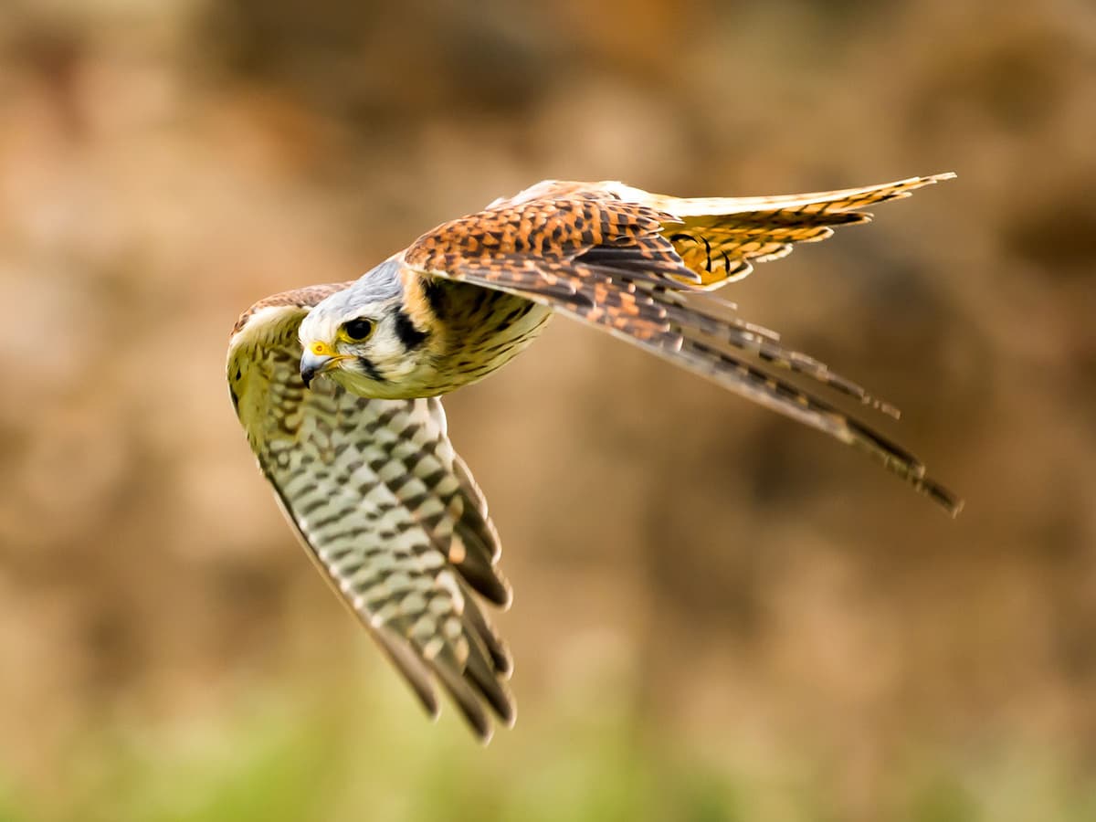 Kestrel | Birdfact