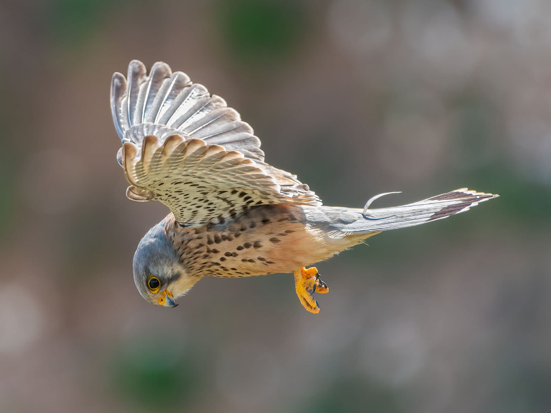 Male Kestrel hovering over prey