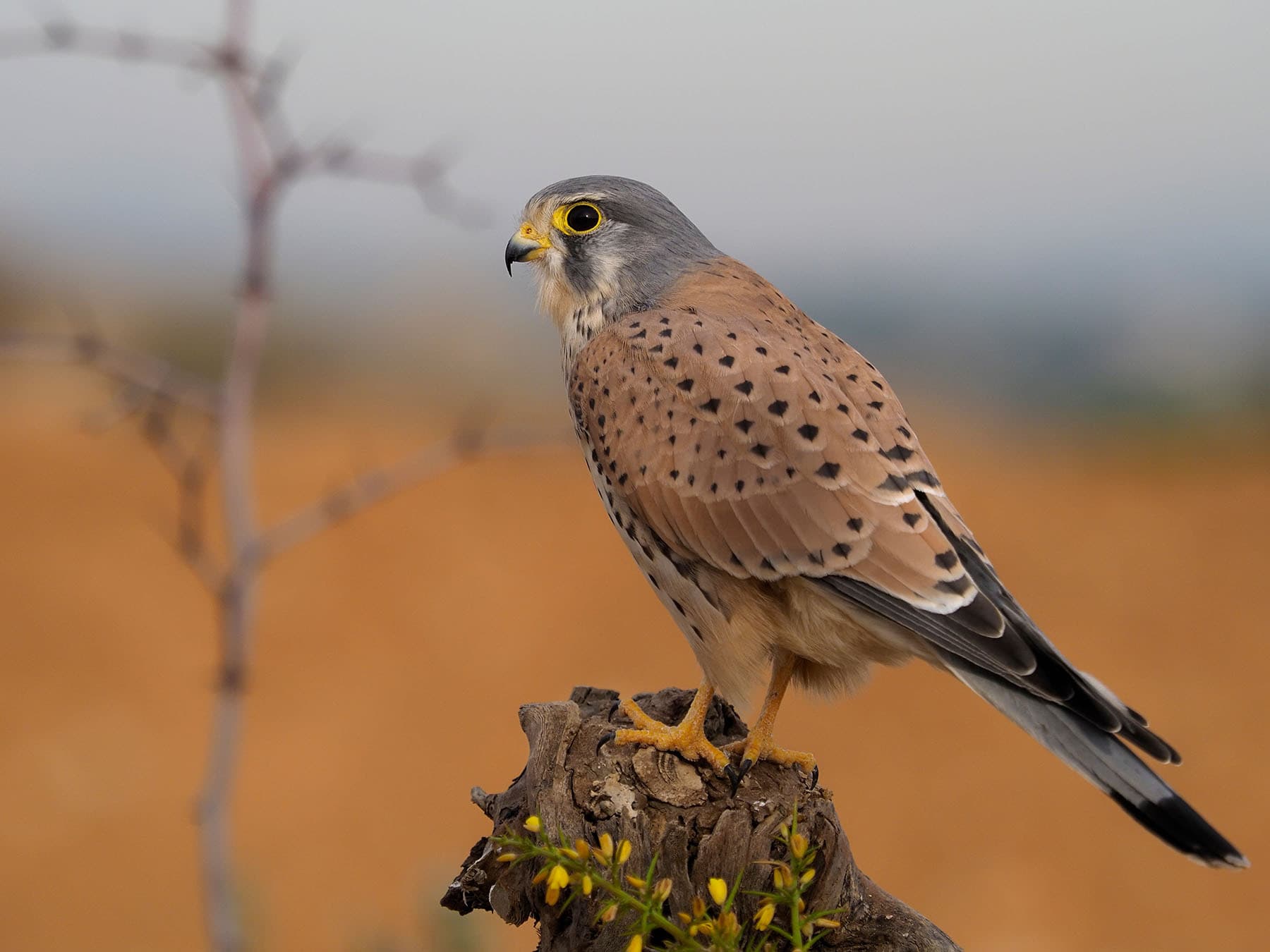 Male Kestrel