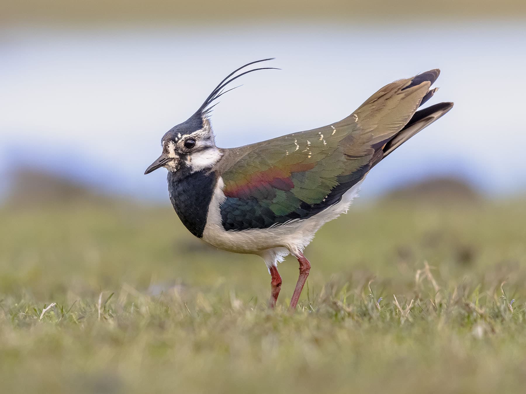 Male Lapwing