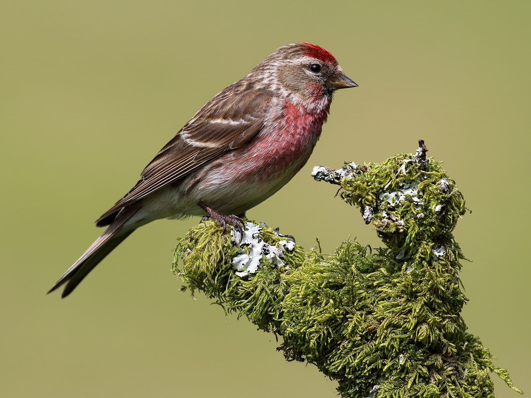 Male Lesser Redpoll in breeding plumage