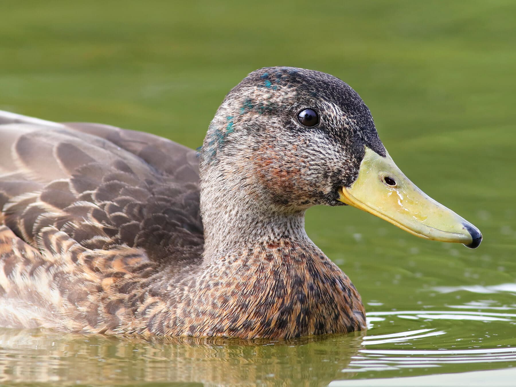 Male mallard eclipse plumage