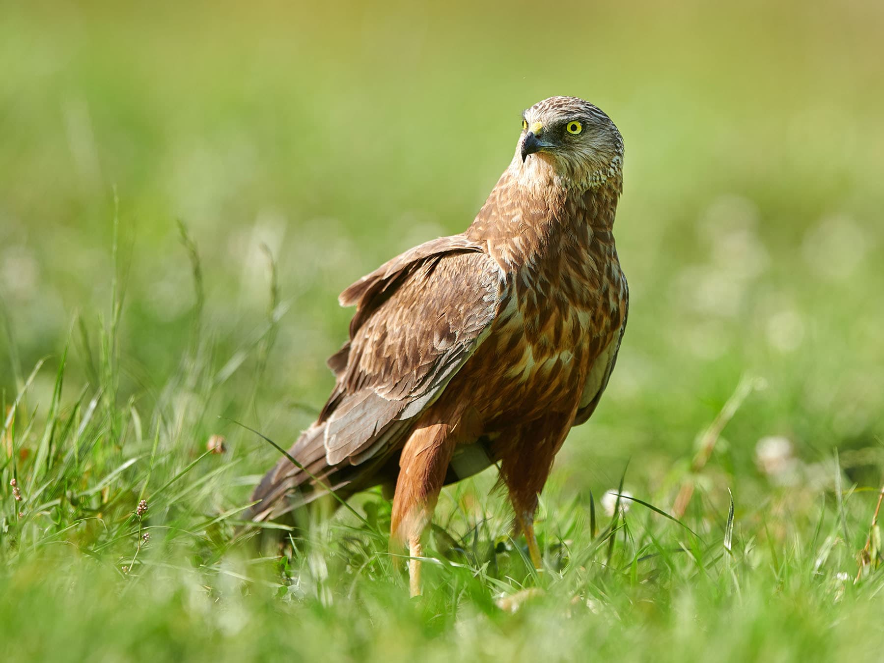 Male Marsh Harrier