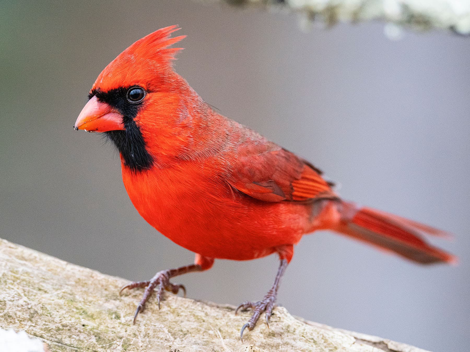 Male Northern Cardinal