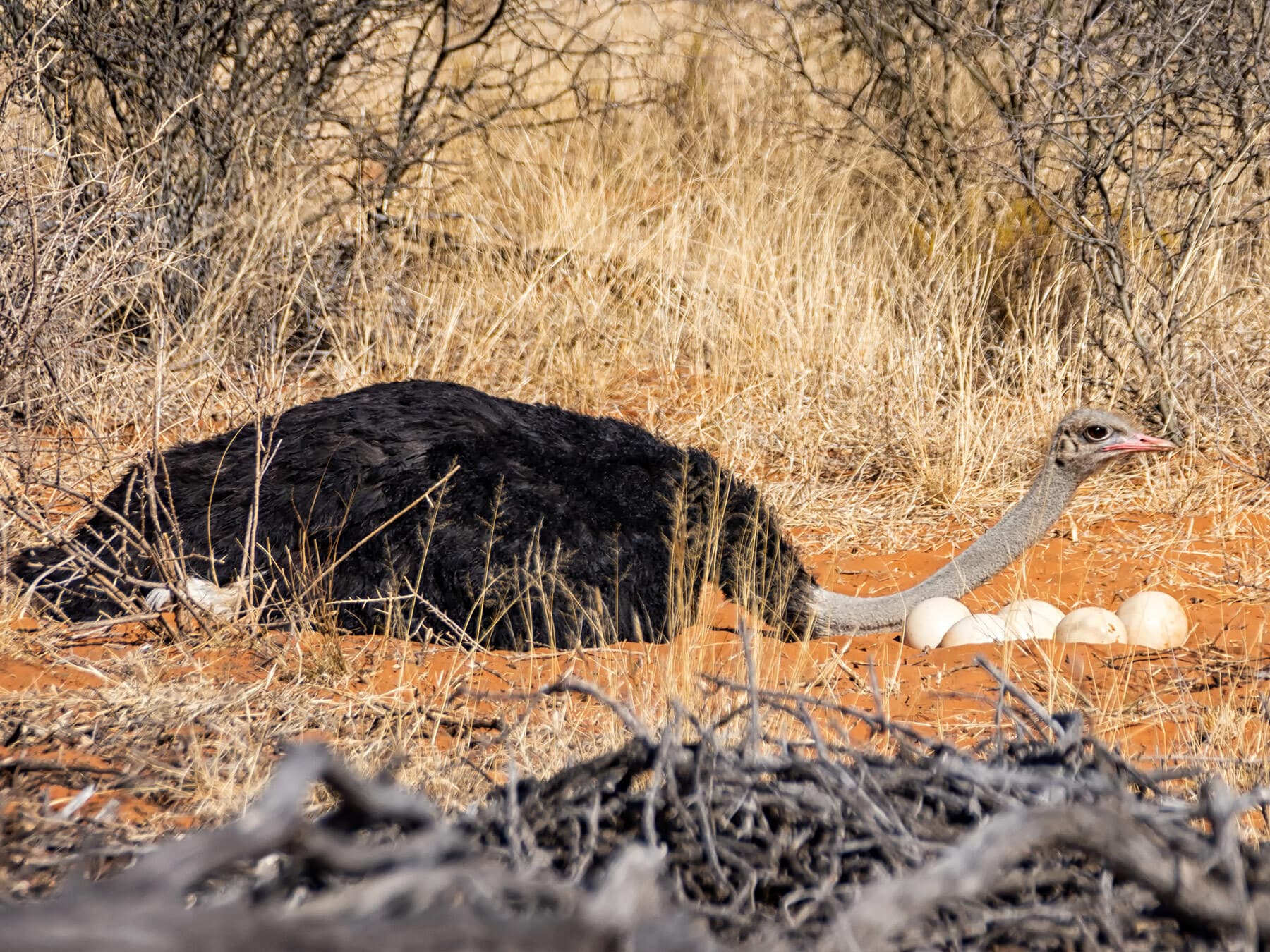 Male ostrich protecting