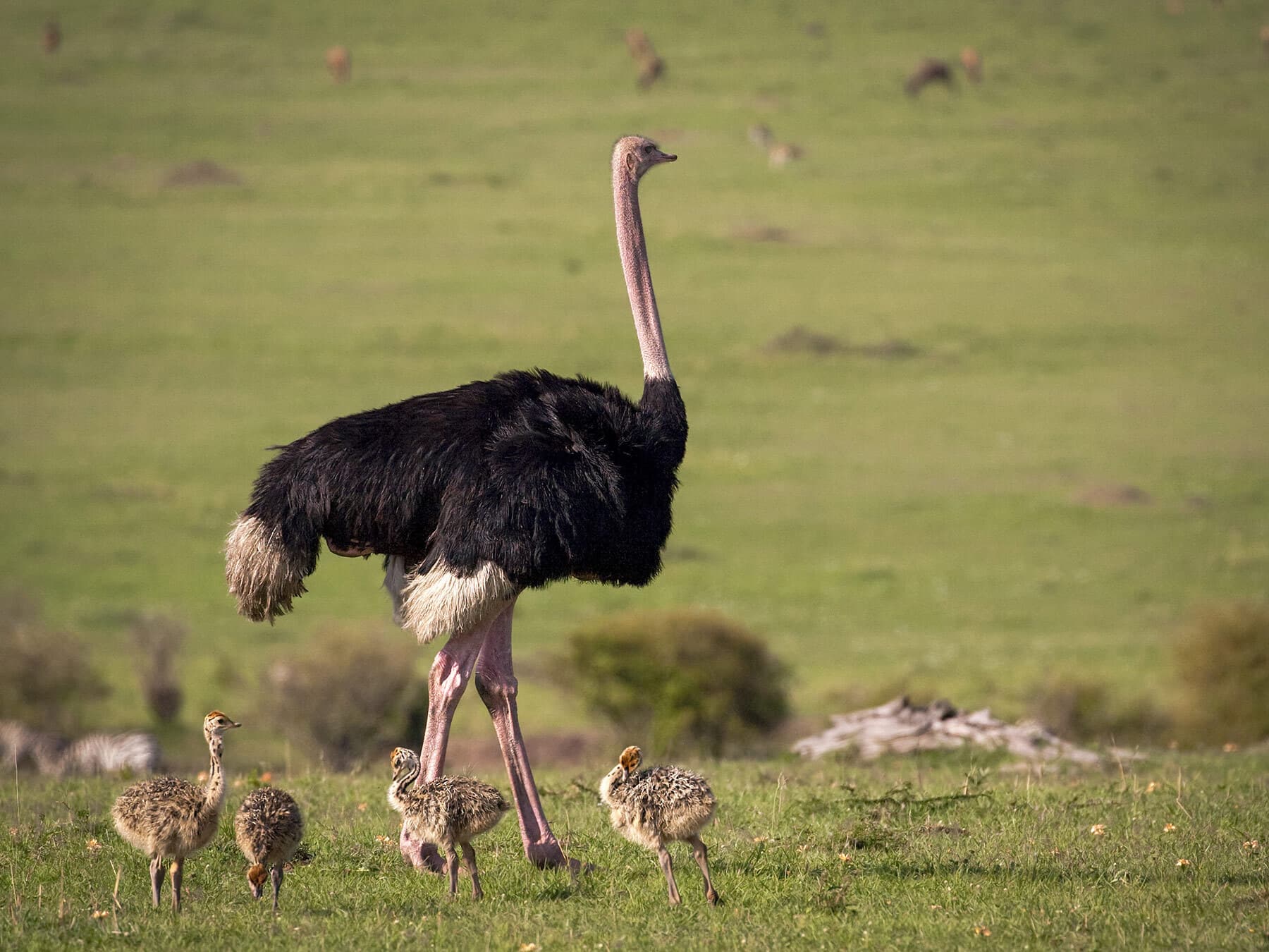Male ostrich with chicks