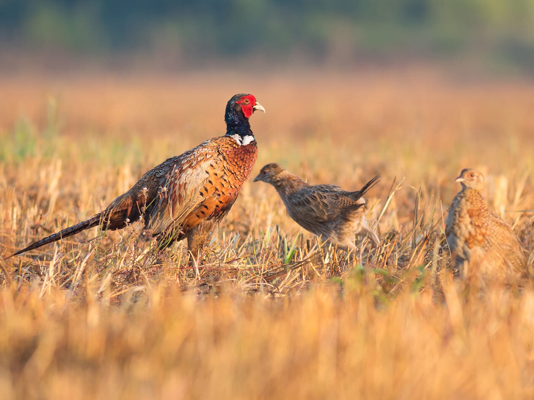 Male pheasant with chicks