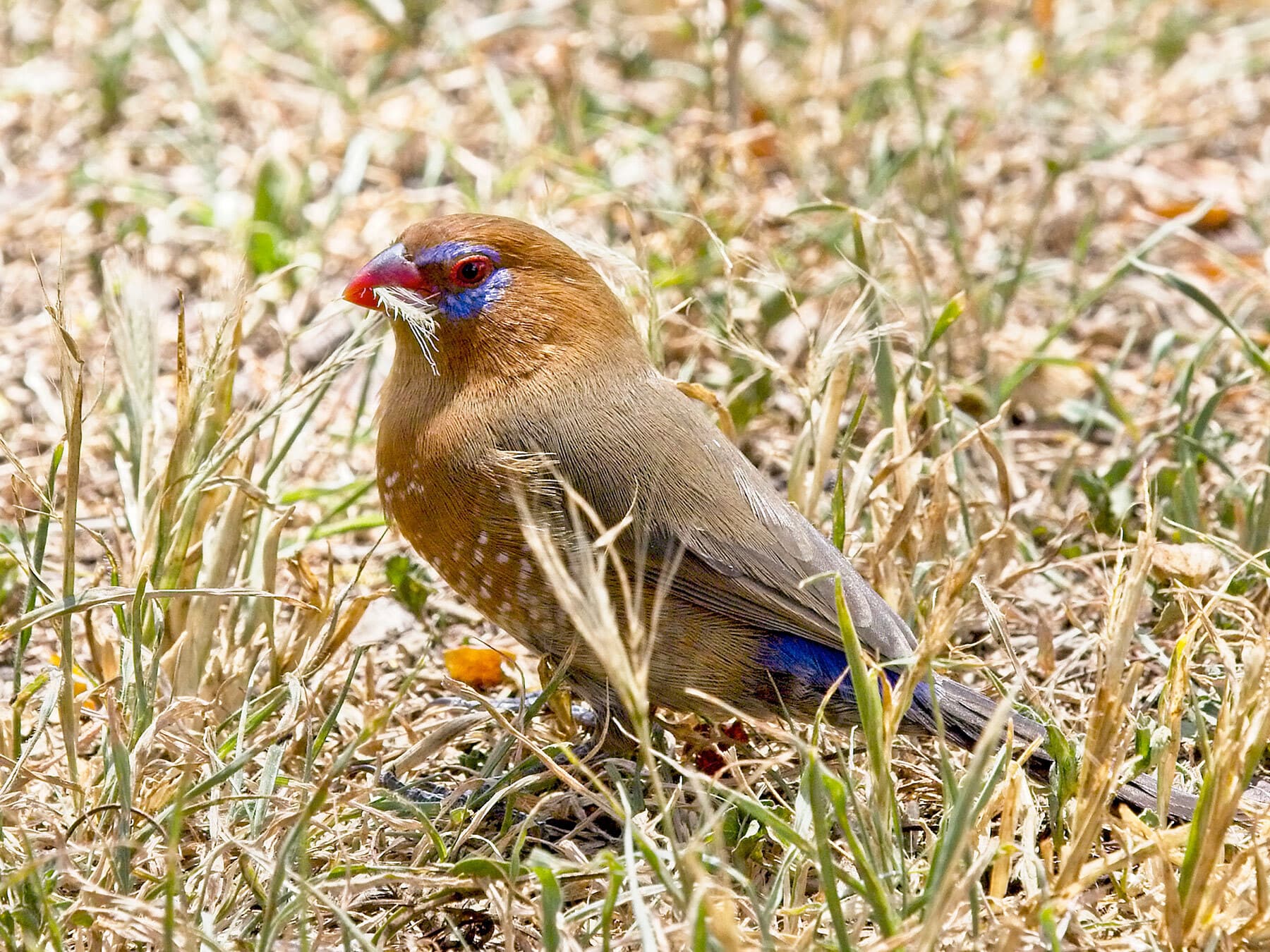 Purple Grenadier feeding on grass seed