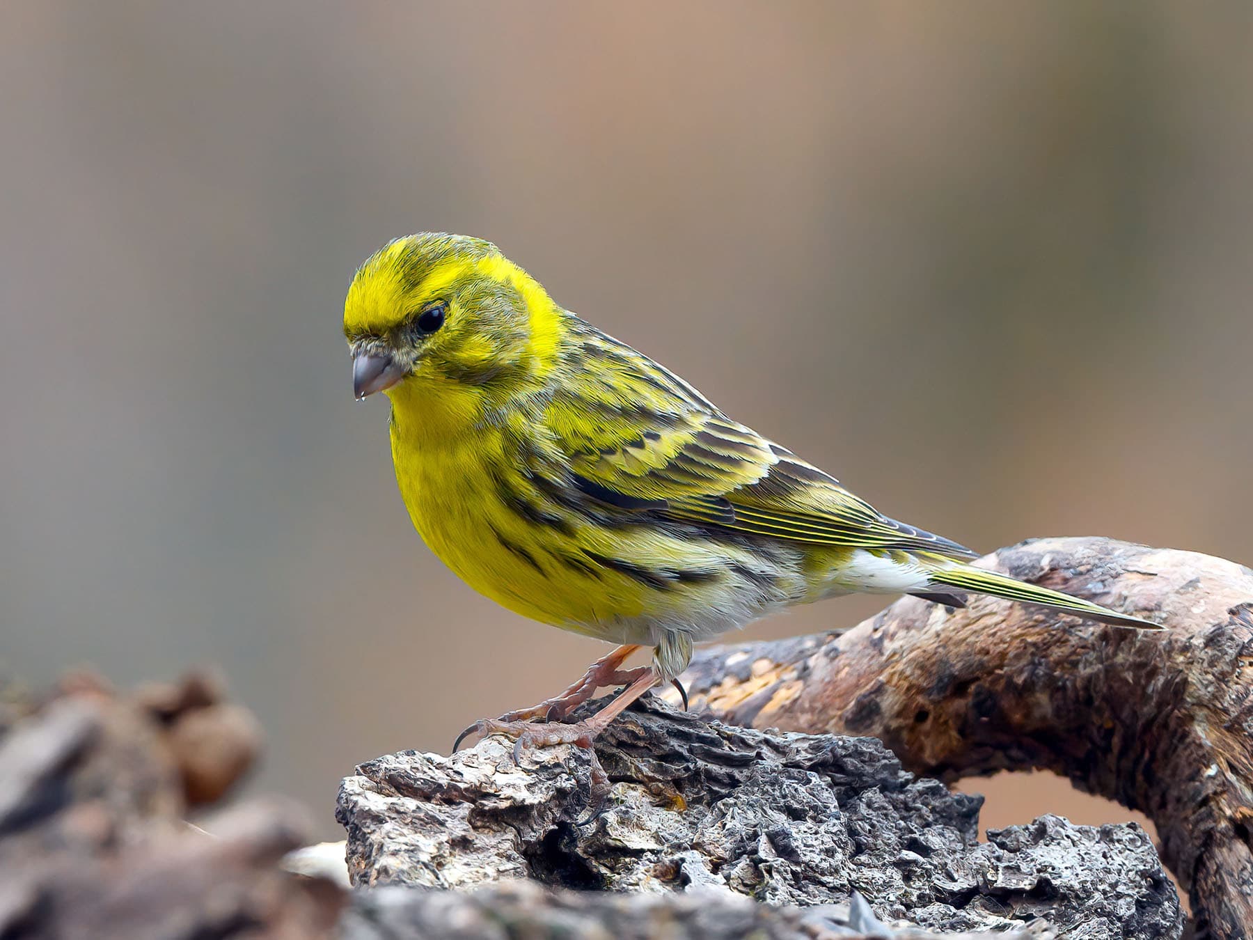 Male Serin