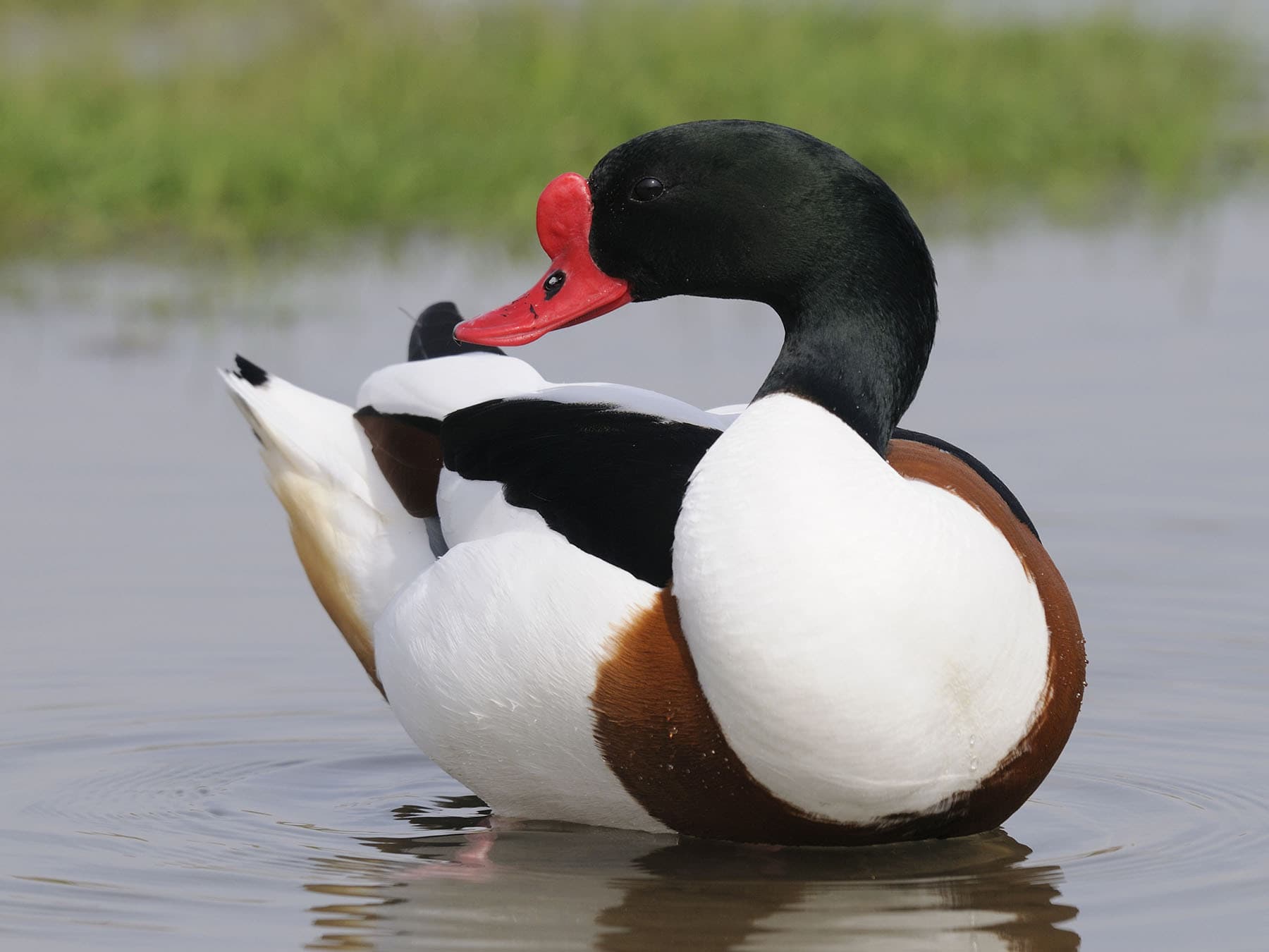 Male Shelduck