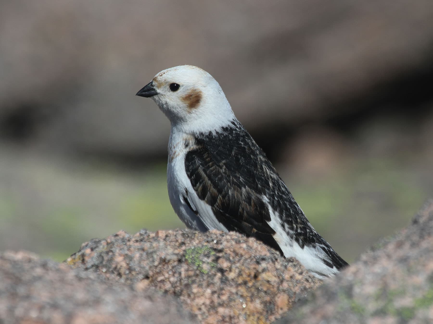 Male Snow Bunting in summer plumage, pictured in high up the Scottish mountains, UK