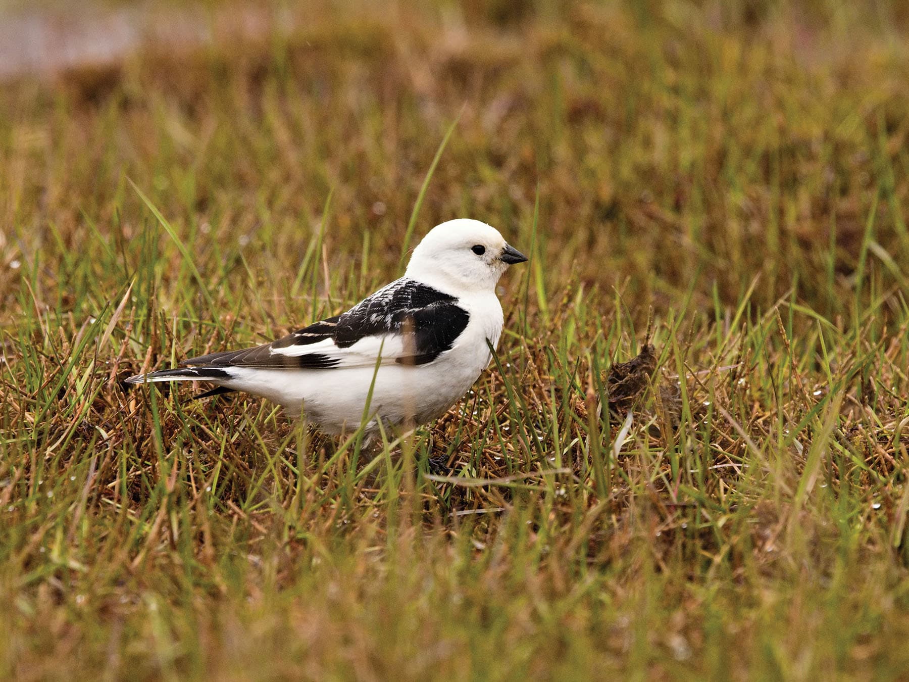 Snow Bunting (male) breeding plumage
