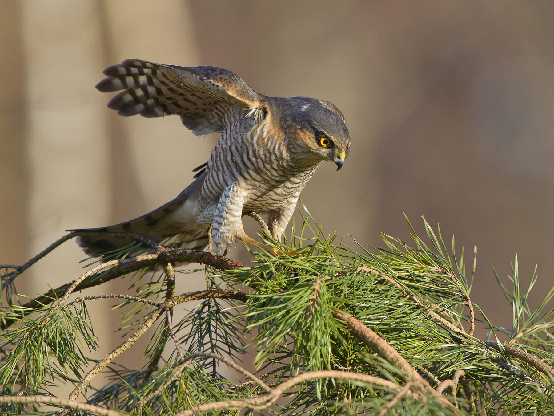 Male sparrowhawk hunting
