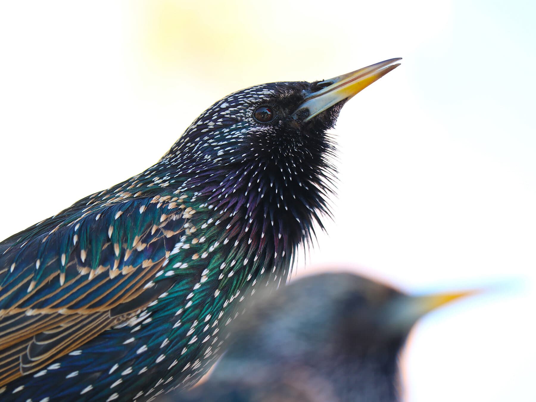 Male starling