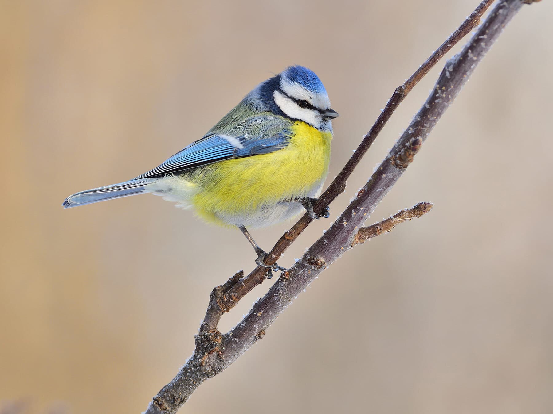 Male vs female blue tit