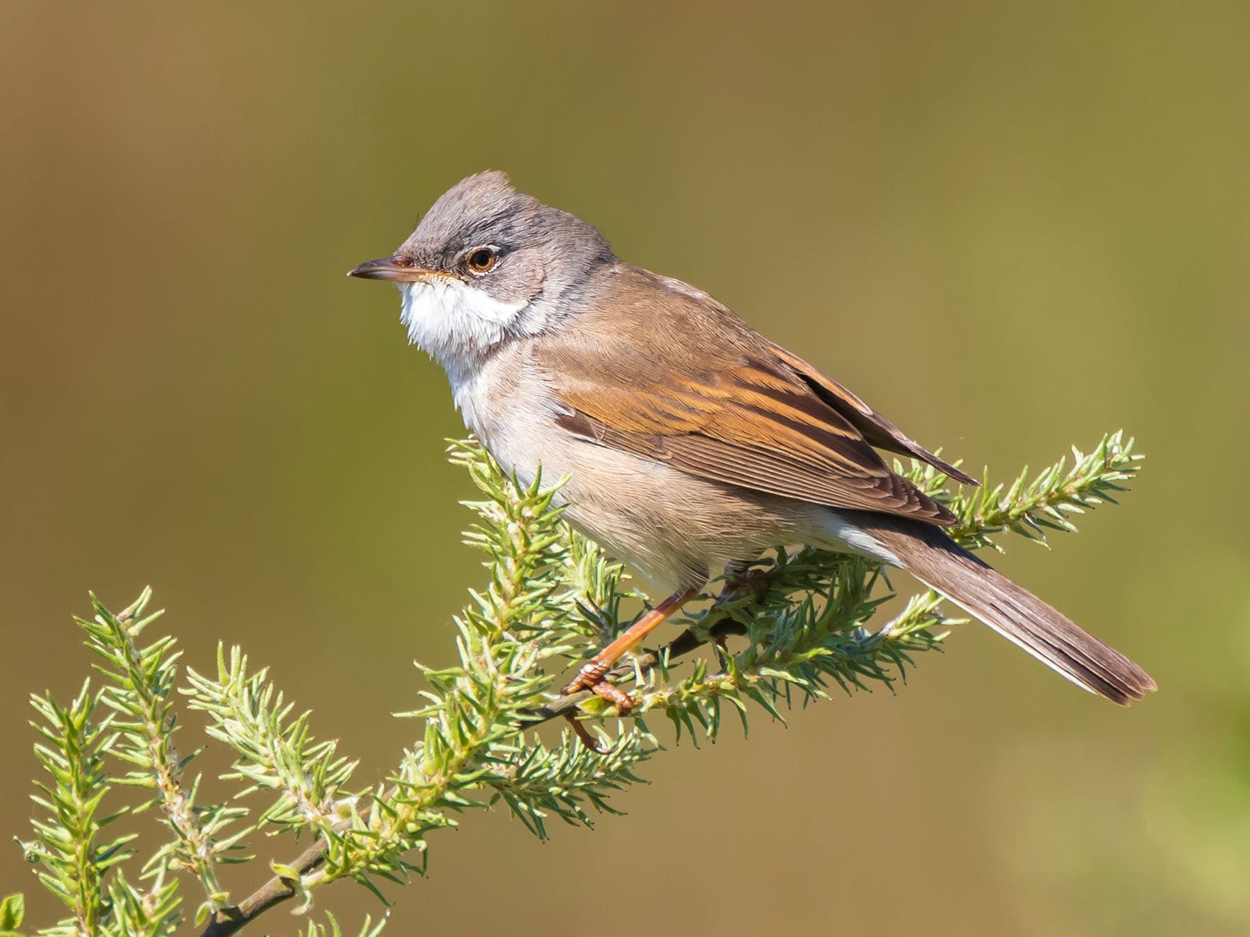 Male Whitethroat