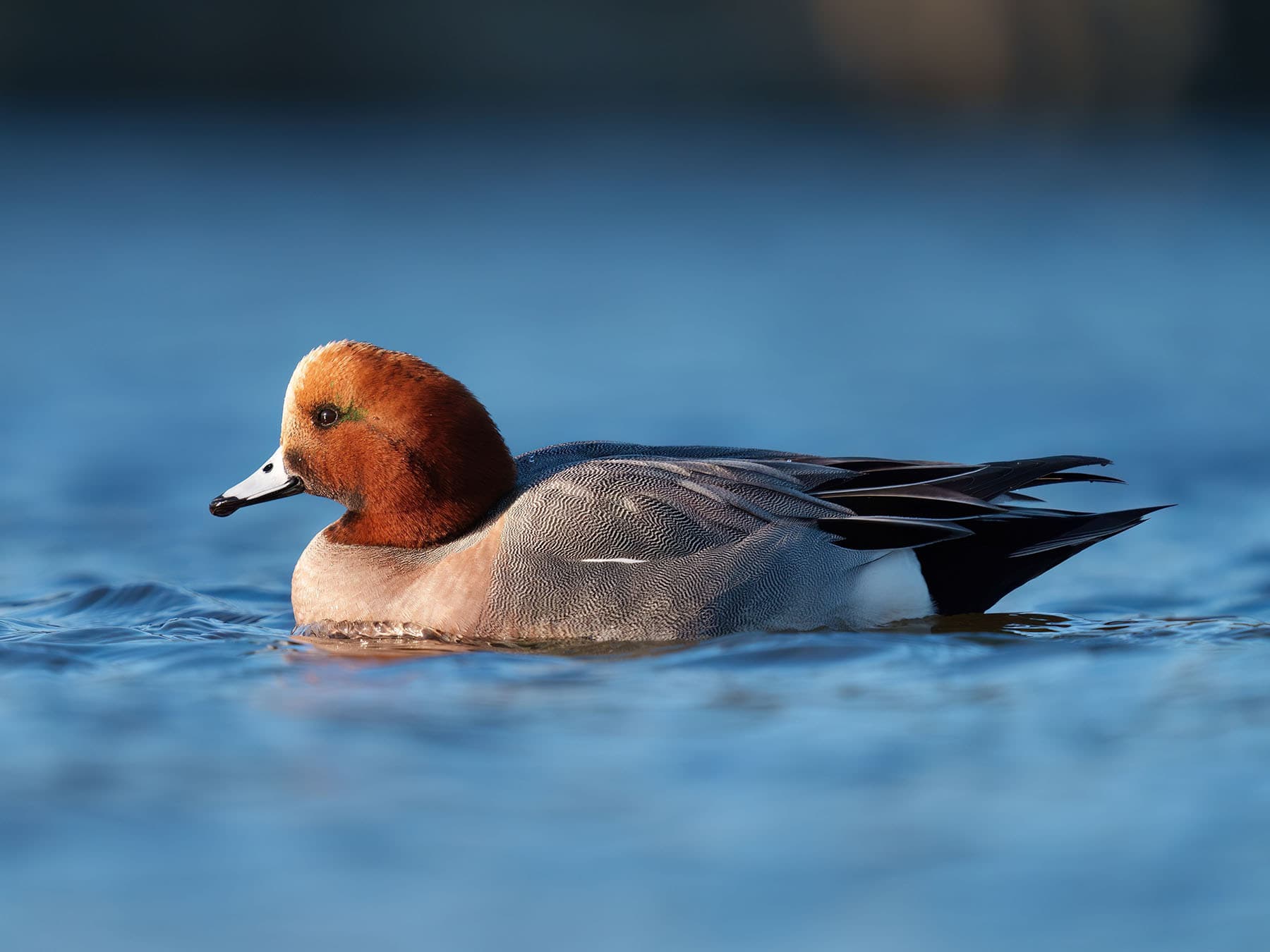 Wigeons are relatively common winter visitors to the UK