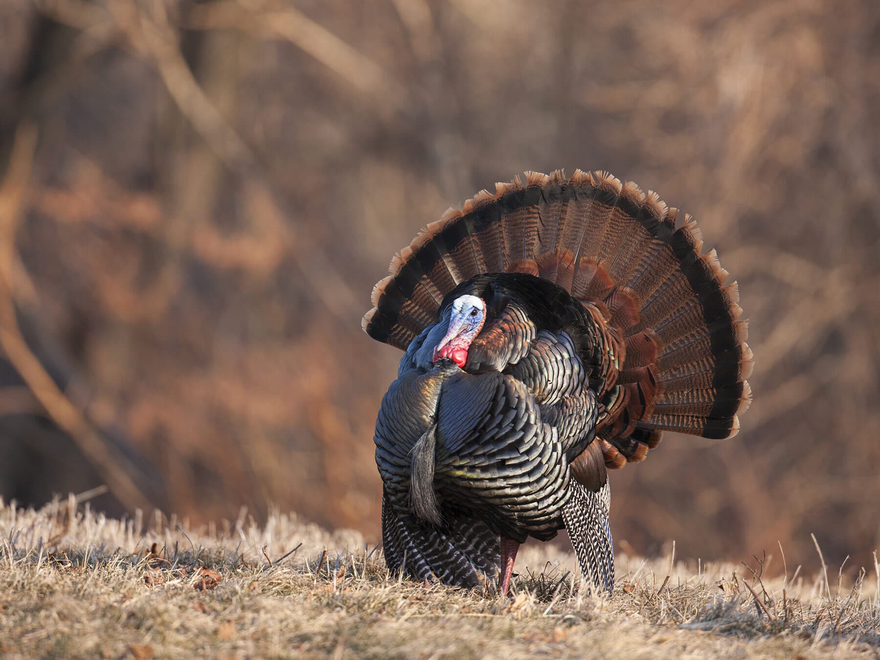 Male wild turkey displaying
