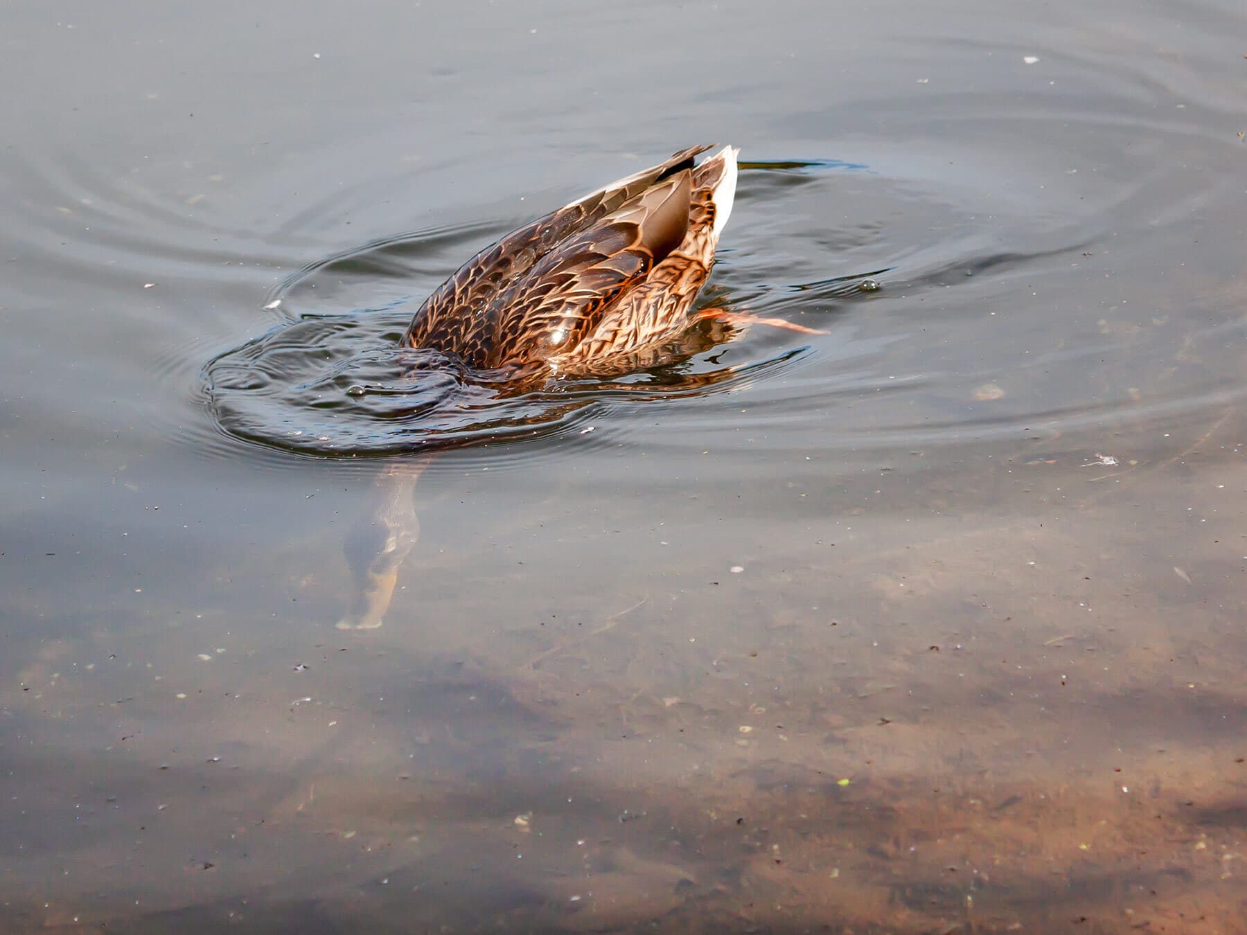 Mallard diving
