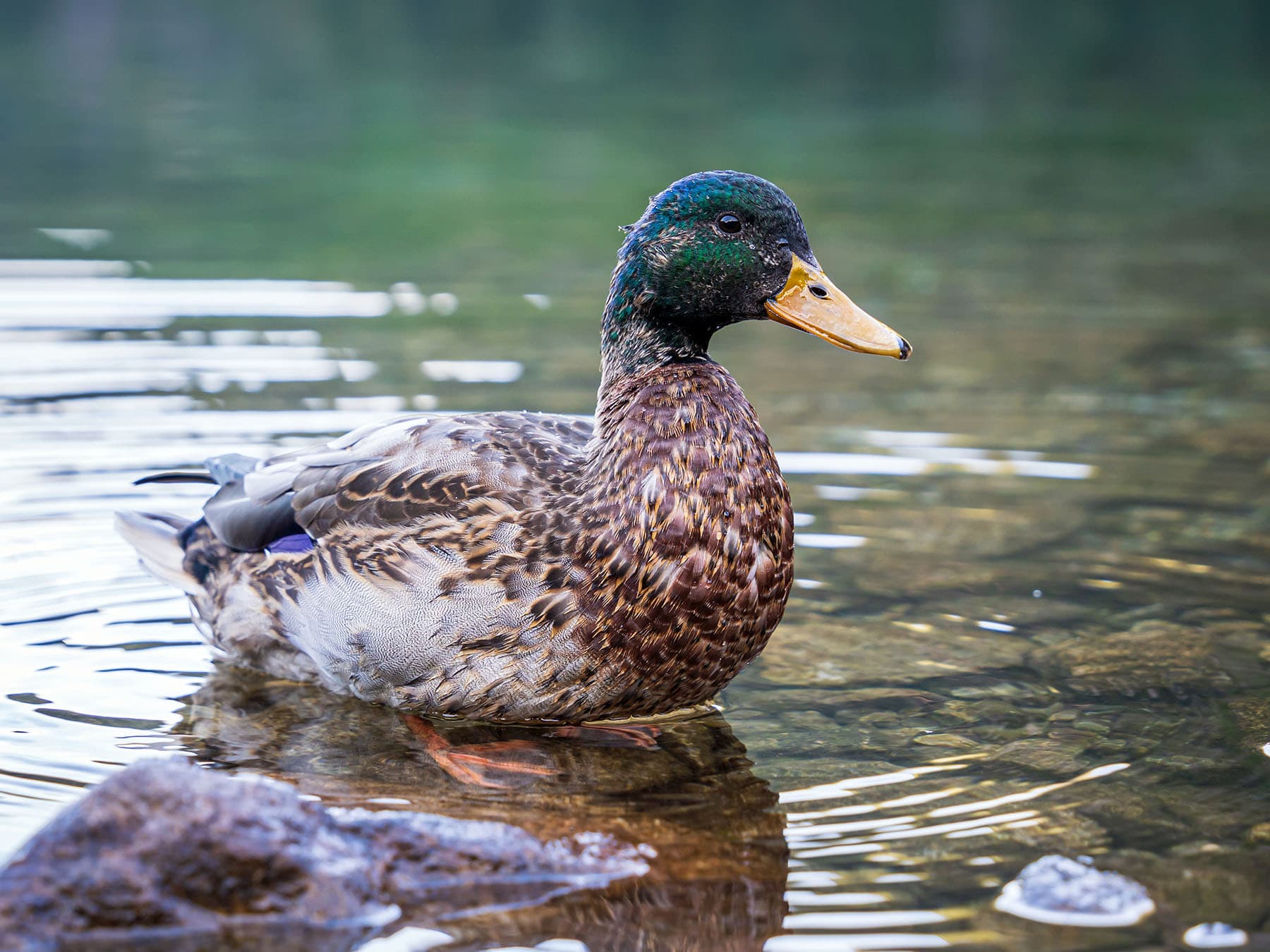 Mallard duck during molt