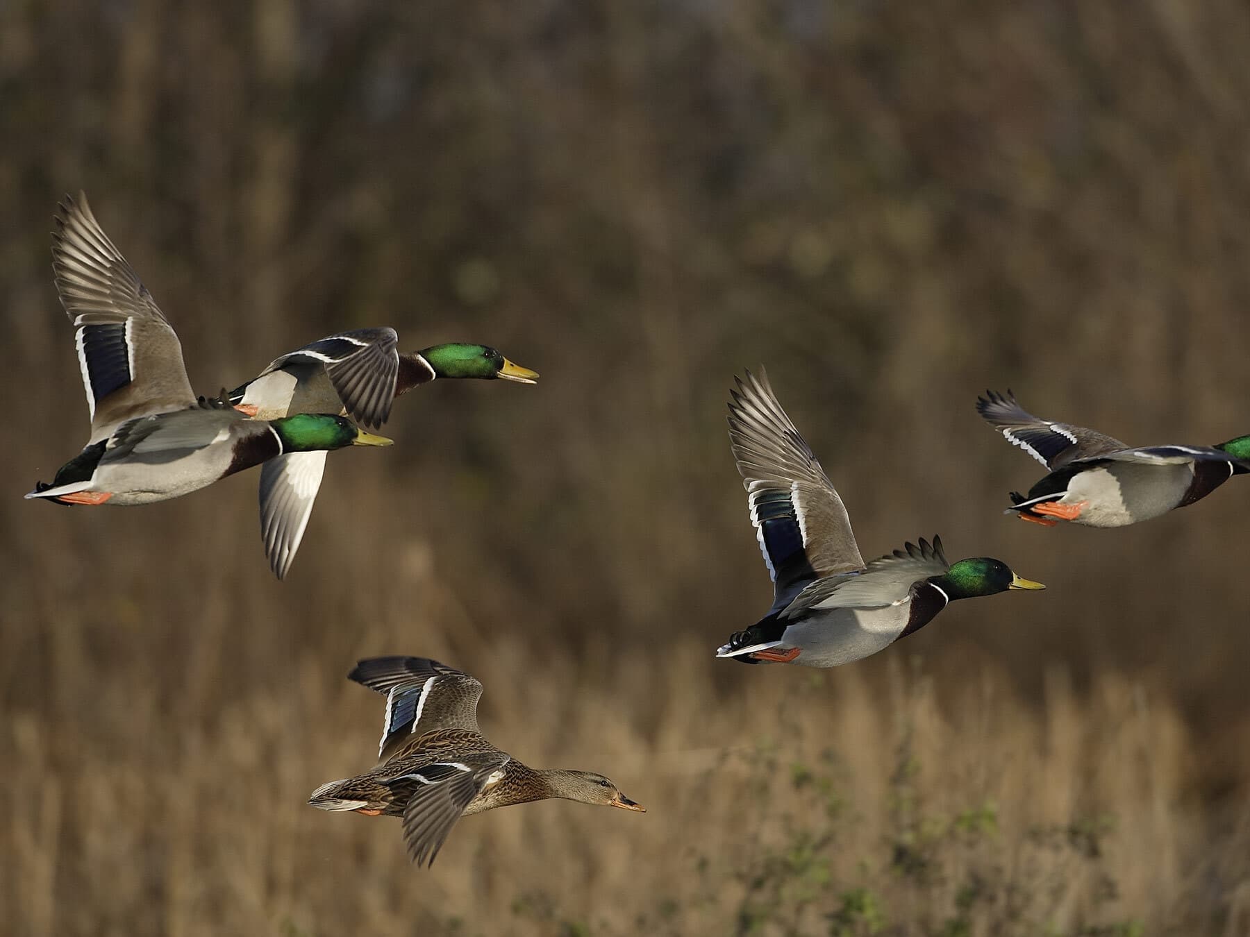 Mallard duck flocks